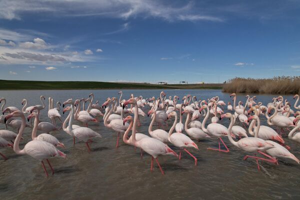 Ankara'nın Gölbaşı ilçesindeki göletler göç yolculuğundaki flamingolara ev sahipliği yaptı.    - Sputnik Türkiye