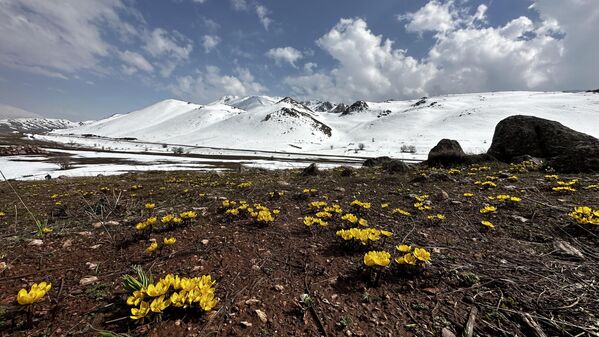 Yüksekova’nın dağlarında karların erimesiyle birlikte baharın müjdecisi olarak bilinen çiçeklerin açması, güzel görüntüler oluşturdu. - Sputnik Türkiye