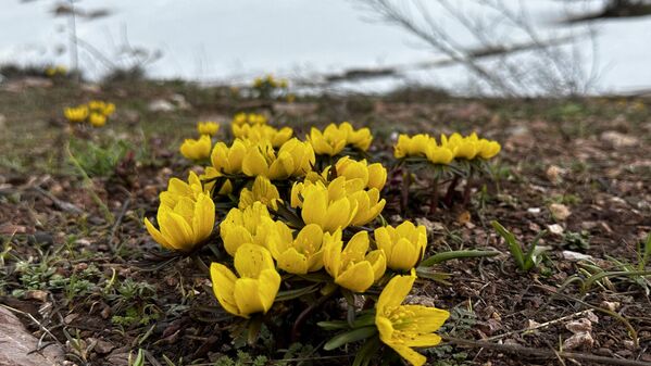 Karlı dağlarla birleşen sarı çiçekler karşısında hayran kaldığını belirten gazeteci Ferhat Yiğit, &quot;Bugün gezerken önümüze böyle muazzam bir görüntü çıktı. İlkbahar mevsimine giriş yaptık. Dağlarımız adeta sarı çiçeğe büründü. Şu an dağlarımızın bir tarafı karla kaplıyken bir tarafı ise çiçeklerle bürünmüş şekilde” dedi. - Sputnik Türkiye