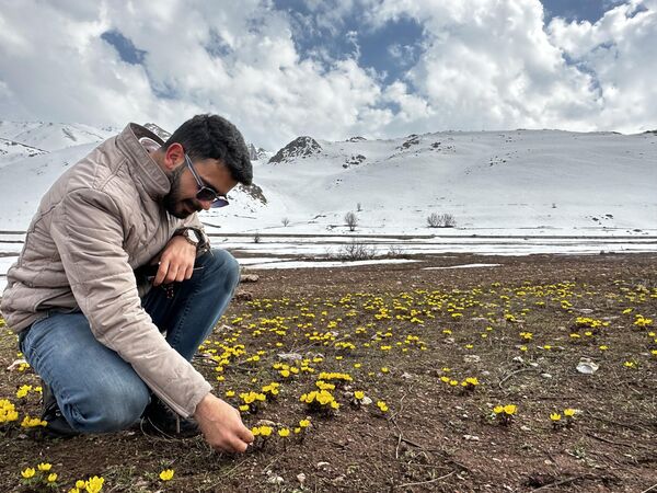 Yüksek kesimleri sarıya boyayan kar çiçekleri, güzelliğiyle ilgi çekiyor. - Sputnik Türkiye