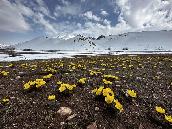 Hakkari'nin Yüksekova ilçesinde karların erimesiyle birlikte baharın müjdecisi olarak bilinen çiçekler açmaya başladı - Sputnik Türkiye