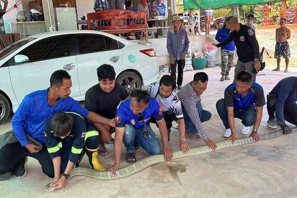 Tayland'da bir evin garajındaki otomobilin kaputunda, dünyanın en zehirli yılan türlerinden olarak bilinen 16 kilogram ağırlığında 'kral kobra' bulundu.
 - Sputnik Türkiye