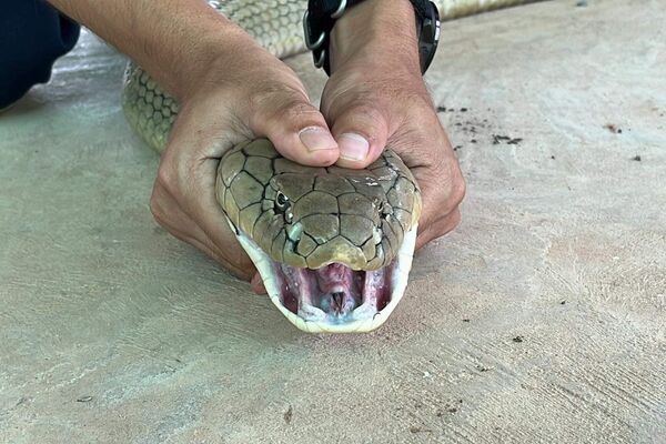 Tayland'da bir evin garajındaki otomobilin kaputunda, dünyanın en zehirli yılan türlerinden olarak bilinen 16 kilogram ağırlığında 'kral kobra' bulundu.
 - Sputnik Türkiye