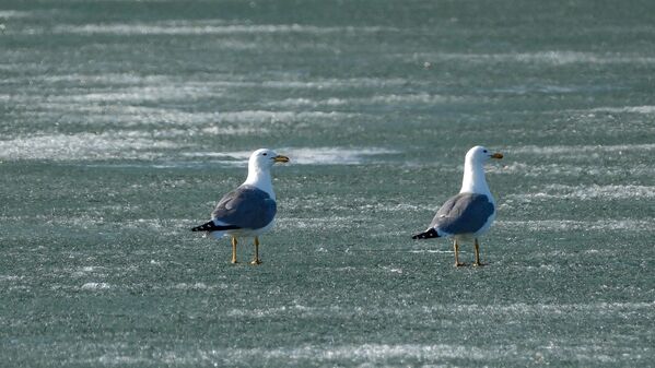 Baharın gelişi ve havaların ısınmasıyla göçmen kuşlar göle döndü. - Sputnik Türkiye