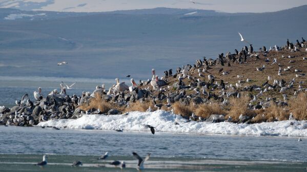 Baharın gelişi ve havaların ısınmasıyla göçmen kuşlar göle döndü. - Sputnik Türkiye