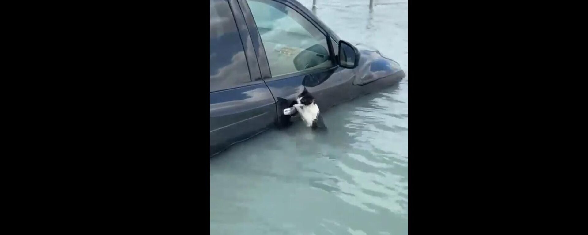 Şiddetli yağışların etkilediği Dubai'da sudan kaçmak için bir arabanın kaprısına asılan bir kedinin kurtarılma anı Dubai'de her hayat önemlidir notuyla paylaşıldı.   - Sputnik Türkiye, 1920, 17.04.2024