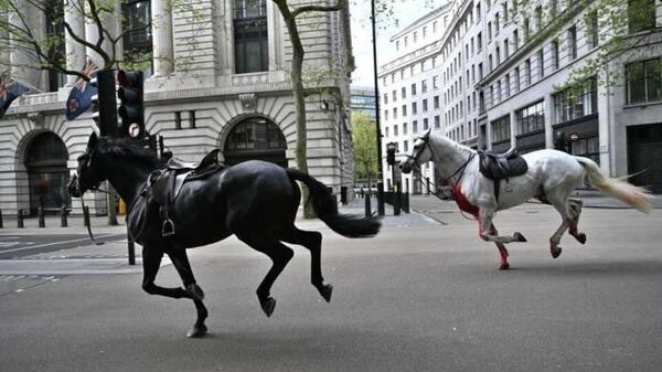 İngiltere'nin başkenti Londra'da eğitim sırasında kaçan Kraliyet atları sokakları birbirine kattı. Olay sırasında meydana gelen kazalarda 4 kişi yaralandı. - Sputnik Türkiye