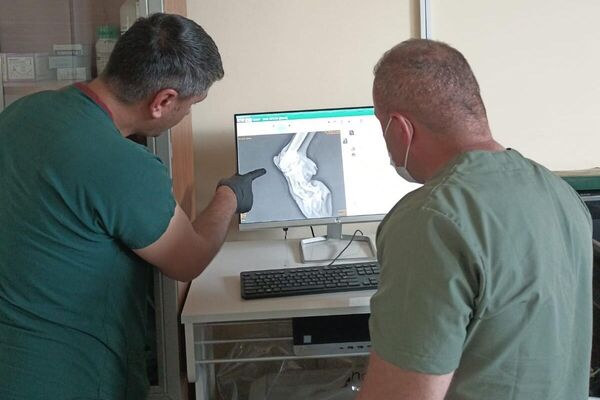 Hakkari'de yaralı halde bulunan yabani teke, Hakkari Belediyesi Veteriner İşleri Müdürlüğü Rehabilitasyon Merkezinde tedavi altına alındı. - Sputnik Türkiye