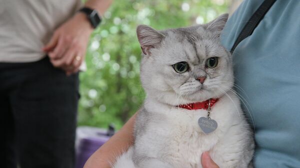 Tokat'ta, Dünya Veteriner Hekimler Günü nedeniyle kedi güzellik yarışması düzenlendi - Sputnik Türkiye