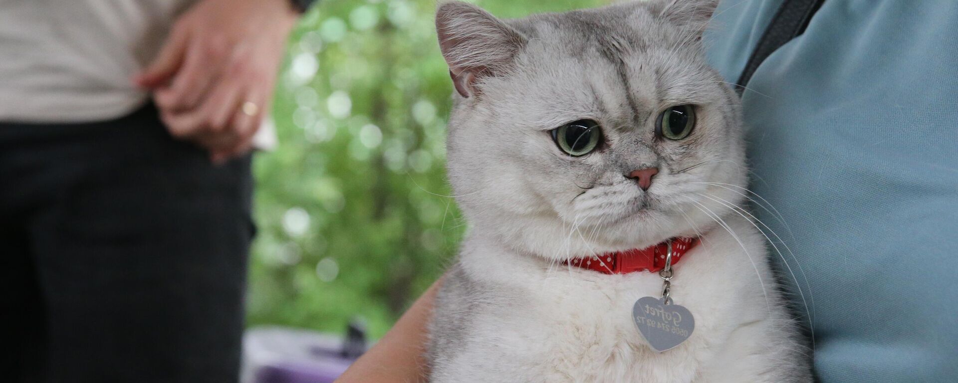 Tokat'ta, Dünya Veteriner Hekimler Günü nedeniyle kedi güzellik yarışması düzenlendi - Sputnik Türkiye, 1920, 30.04.2024