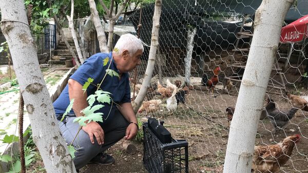 Batman'da emekli olduktan sonra bahçesinde gezen tavuk beslemeye başlayan 70 yaşındaki Aziz Teymur, bir türlü yumurta verimi alamadığı tavuklarına klasik müzik dinleterek verimi 4'e katladı - Sputnik Türkiye