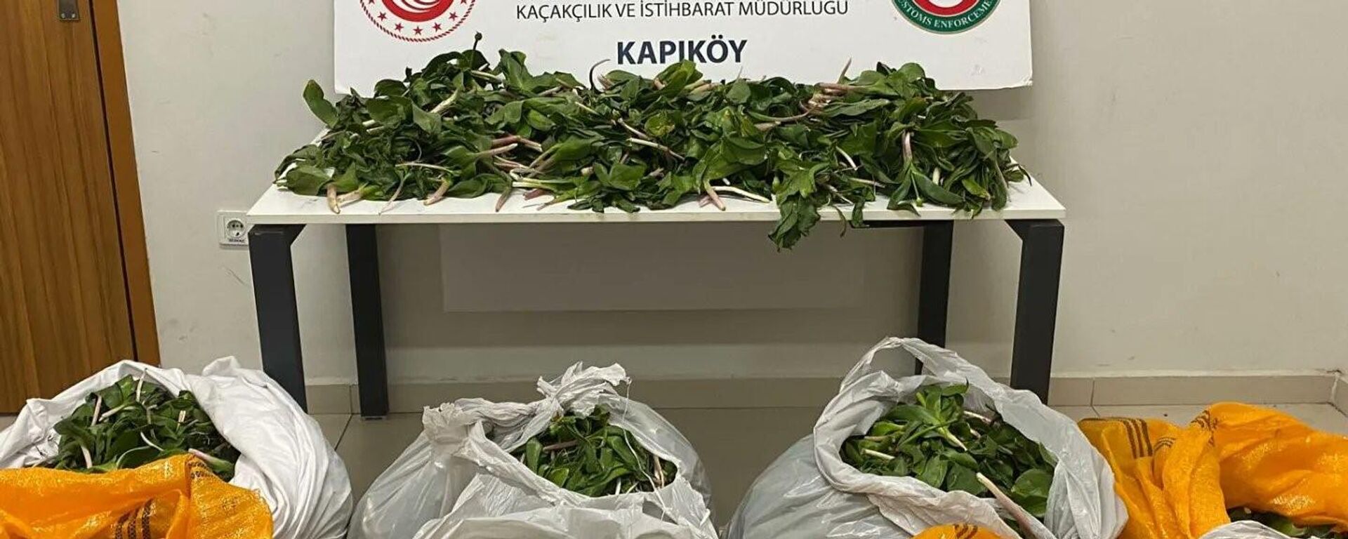 Van'ın Saray Kapıköy Gümrük Kapısı'ndan Allium giganteum (dev soğan) bitkisini yurt dışına çıkarmaya çalışırken yakalanan İran uyruklu 6 kişiye 2 milyon 322 bin 846 lira ceza kesildi. - Sputnik Türkiye, 1920, 17.05.2024