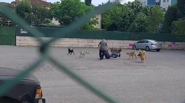 Kocaeli'nin İzmit ilçesinde çocuk parkının önünde bir vatandaşa 10 köpek saldırdı - Sputnik Türkiye