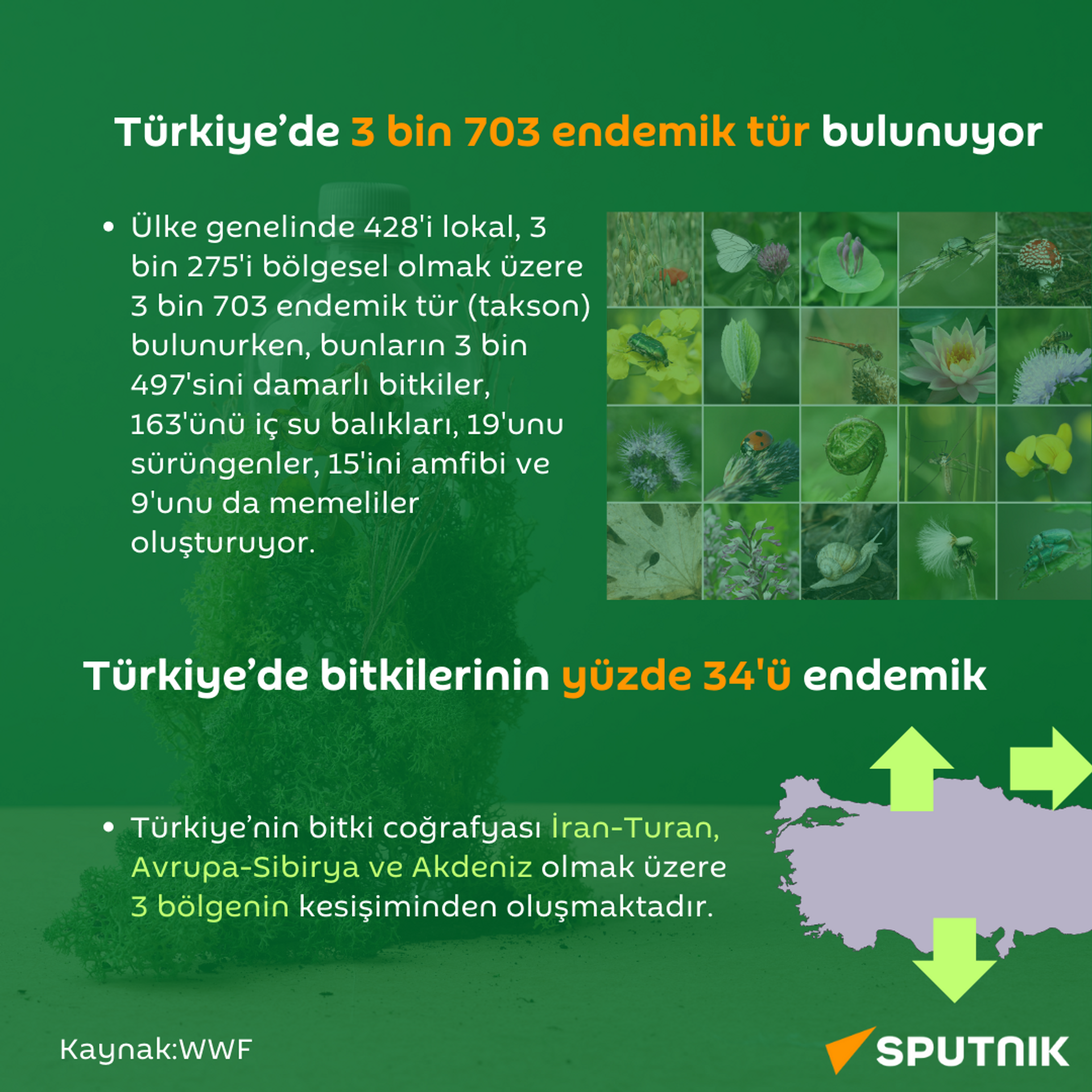 Türkiye biyoçeşitlilik - Sputnik Türkiye, 1920, 22.05.2024