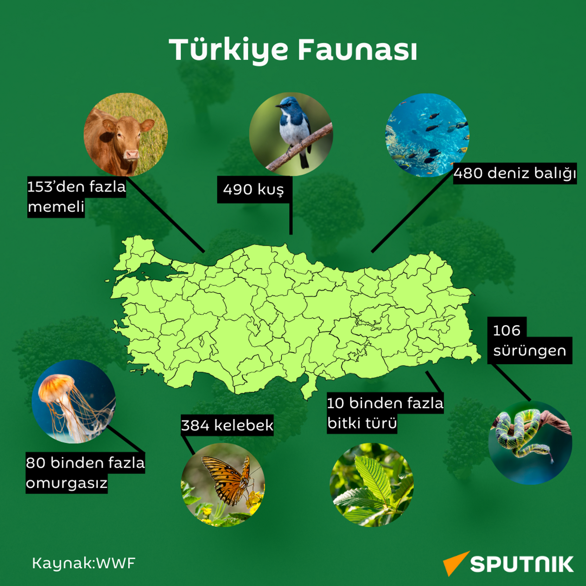 Türkiye biyoçeşitlilik - Sputnik Türkiye, 1920, 22.05.2024