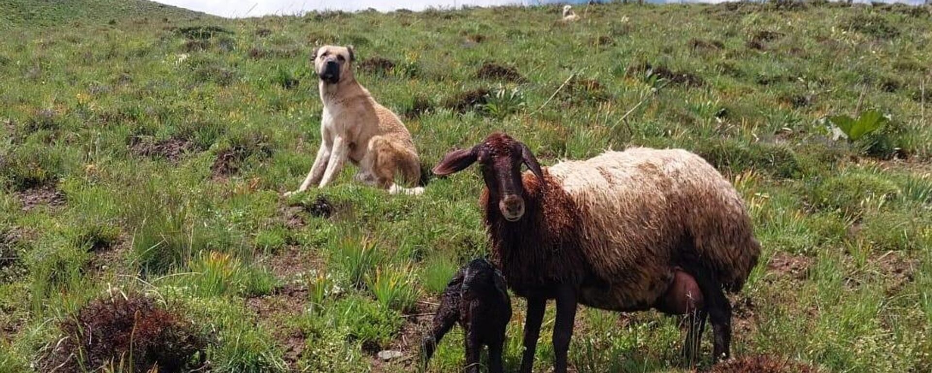 2 gündür kayıp olan Kangal köpeği, yaylada doğum yapan koyunla yavrusunu korurken bulundu - Sputnik Türkiye, 1920, 24.05.2024
