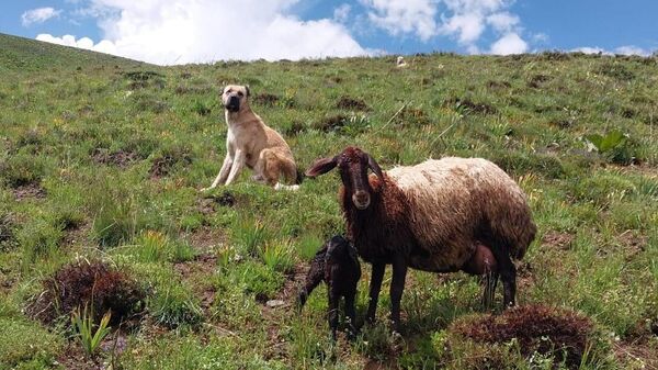 2 gündür kayıp olan Kangal köpeği, yaylada doğum yapan koyunla yavrusunu korurken bulundu - Sputnik Türkiye