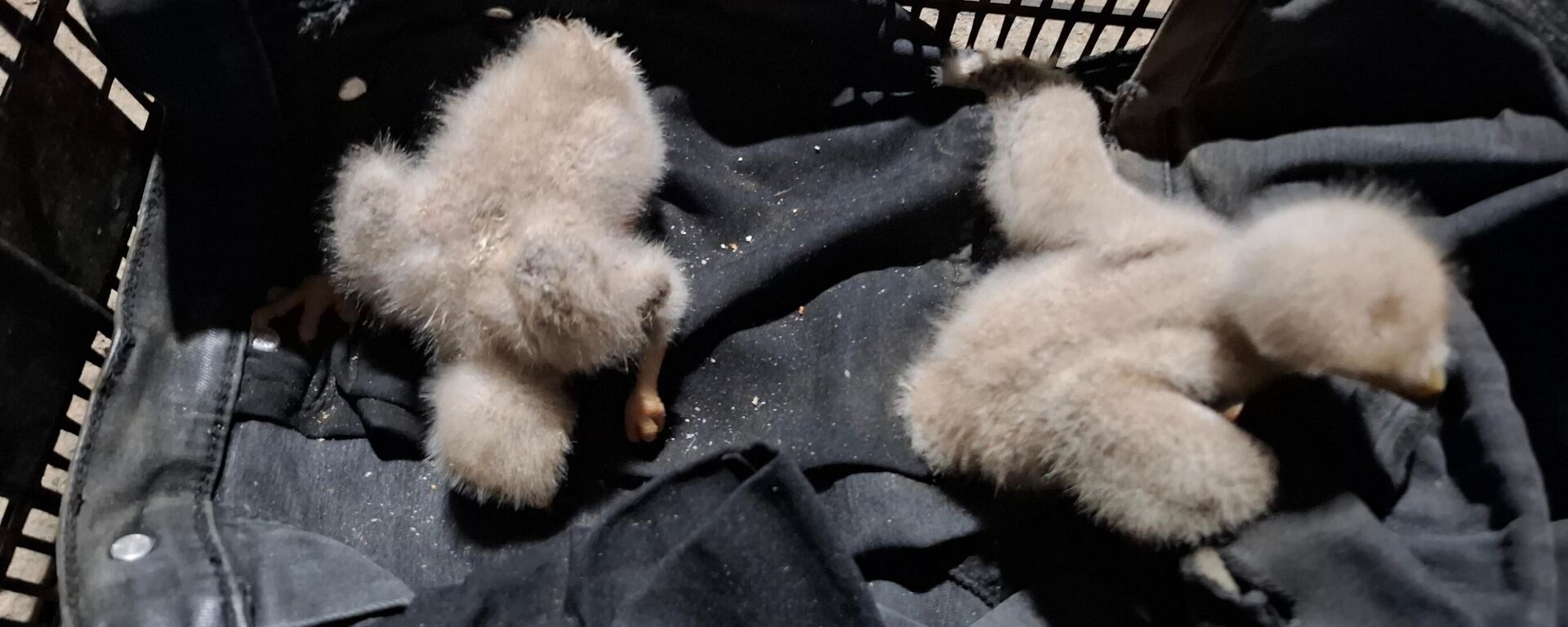 Siirt Doğa Koruma ve Milli Parklar Şube Müdürlüğü tarafından yapılan açıklamada; Siirt İl Jandarma Komutanlığına bağlı Sağırsu Jandarma Karakol Komutanlığı ile beraber yapılan rutin yol kontrolü uygulamasında avcılık belgesi olmadan, avlanma süreleri dışında ve koruma altındaki türlerden olan atmaca kuşunu doğadan koparıp satışını yapmaktan 19 bin 870 TL idari para cezası, ayrıca iki atmaca için de 44 bin TL tazminat bedeli uygulanmıştır. Yavru atmacalar gerekli rehabilitasyon ve bakım süreçleri Siirt Üniversitesi Veterinerlik Fakültesinde tamamlandıktan sonra doğal yaşam alanlarında tekrardan özgürlüğe kanat çırpacaklar denildi. - Sputnik Türkiye, 1920, 13.06.2024