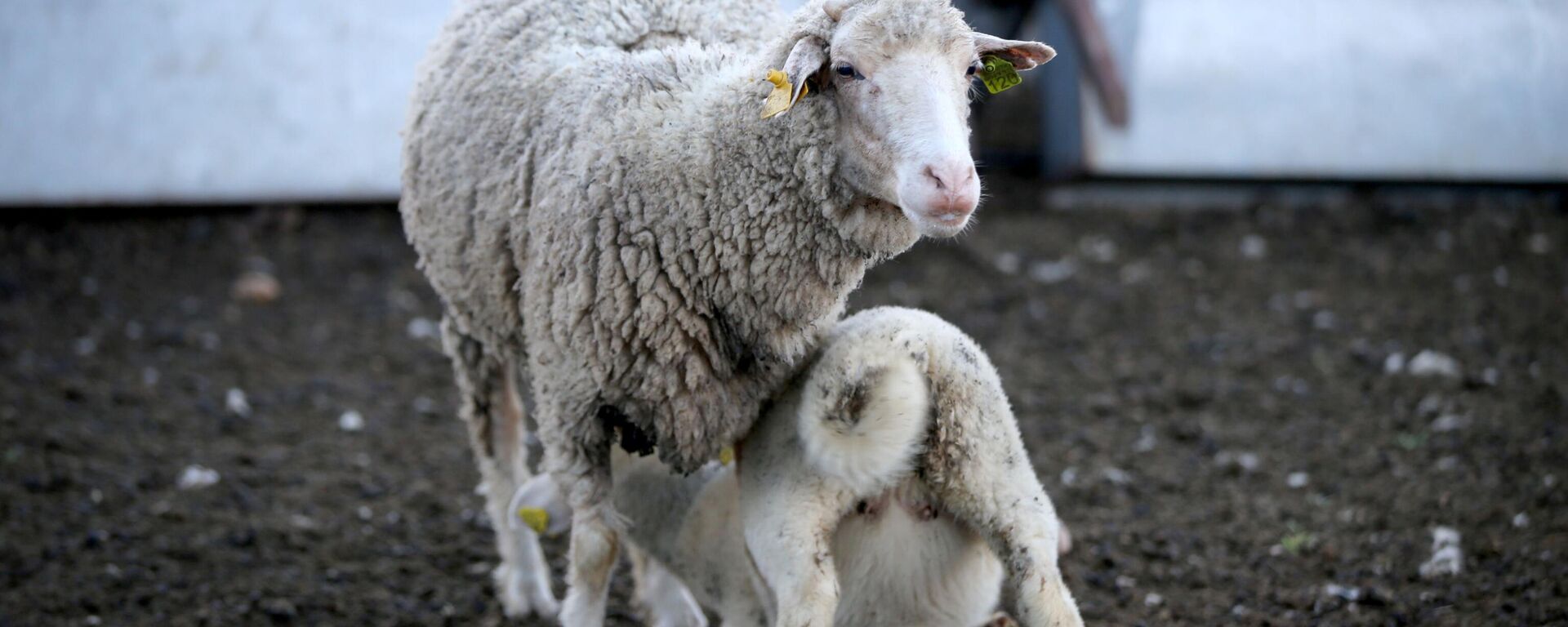 koyun ve keçi - Oğlak ve kuzu - Sputnik Türkiye, 1920, 19.07.2025