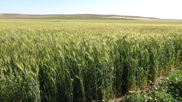 Yozgat'ta çiftçilik yapan Latif Şahin, 15 dekar alana diğer buğday çeşitlerine oranla verimi yüksek olan ata tohumunun ekimini yaptı. Bölgesinde ilki başlatan Şahin, insan boyunu geçen buğday tarlasından hasat zamanı 18 tona yakın verim bekliyor. - Sputnik Türkiye