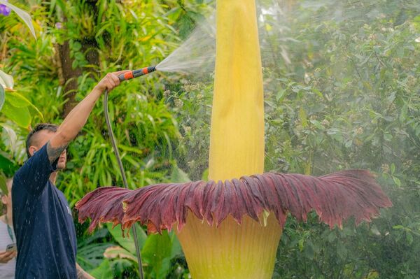 - Dünyanın en kötü kokan çiçeği ve ceset çiçeği olarak bilinen titan arum ile dünyanın en nadir çiçeklerinden, kimyasal kokulu aristolochia goldiena, Londra'daki Kew Gardens Kraliyet Botanik Bahçesi'nde ilk kez aynı anda açtı. - Sputnik Türkiye