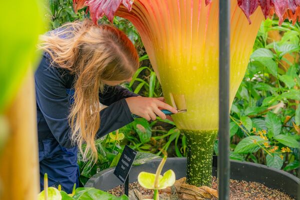 - Dünyanın en kötü kokan çiçeği ve ceset çiçeği olarak bilinen titan arum ile dünyanın en nadir çiçeklerinden, kimyasal kokulu aristolochia goldiena, Londra'daki Kew Gardens Kraliyet Botanik Bahçesi'nde ilk kez aynı anda açtı. - Sputnik Türkiye