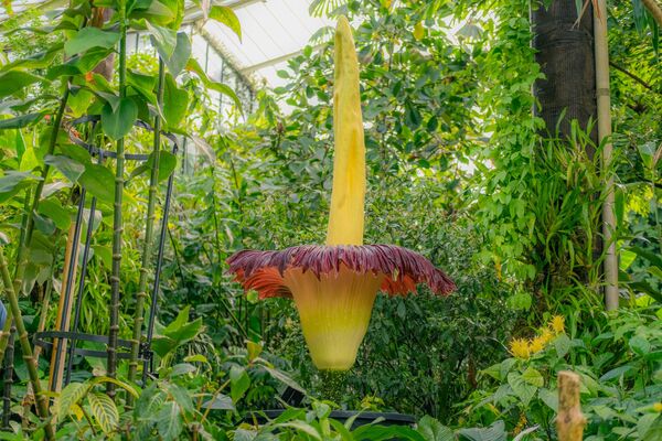 - Dünyanın en kötü kokan çiçeği ve ceset çiçeği olarak bilinen titan arum ile dünyanın en nadir çiçeklerinden, kimyasal kokulu aristolochia goldiena, Londra'daki Kew Gardens Kraliyet Botanik Bahçesi'nde ilk kez aynı anda açtı. - Sputnik Türkiye