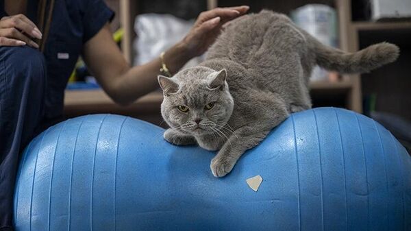 Obez kedi Şiraz'ın muhteşem değişimi: Pilates ve yüzmeyle 6 kilo verdi
 - Sputnik Türkiye