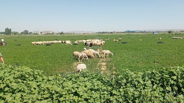 Eskişehir’de çiftçiler satamadıkları maydanozu koyunlara yedirdi  - Sputnik Türkiye