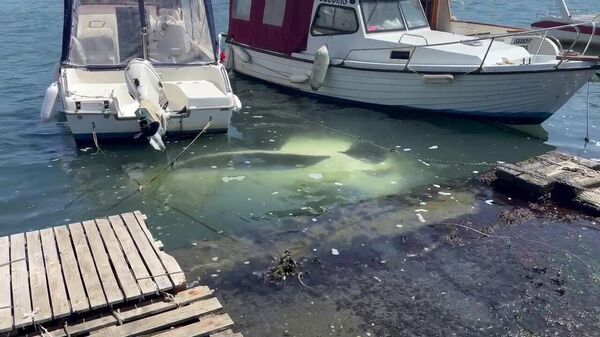 Yol kenarına park ettiği otomobil denize düştü  - Sputnik Türkiye