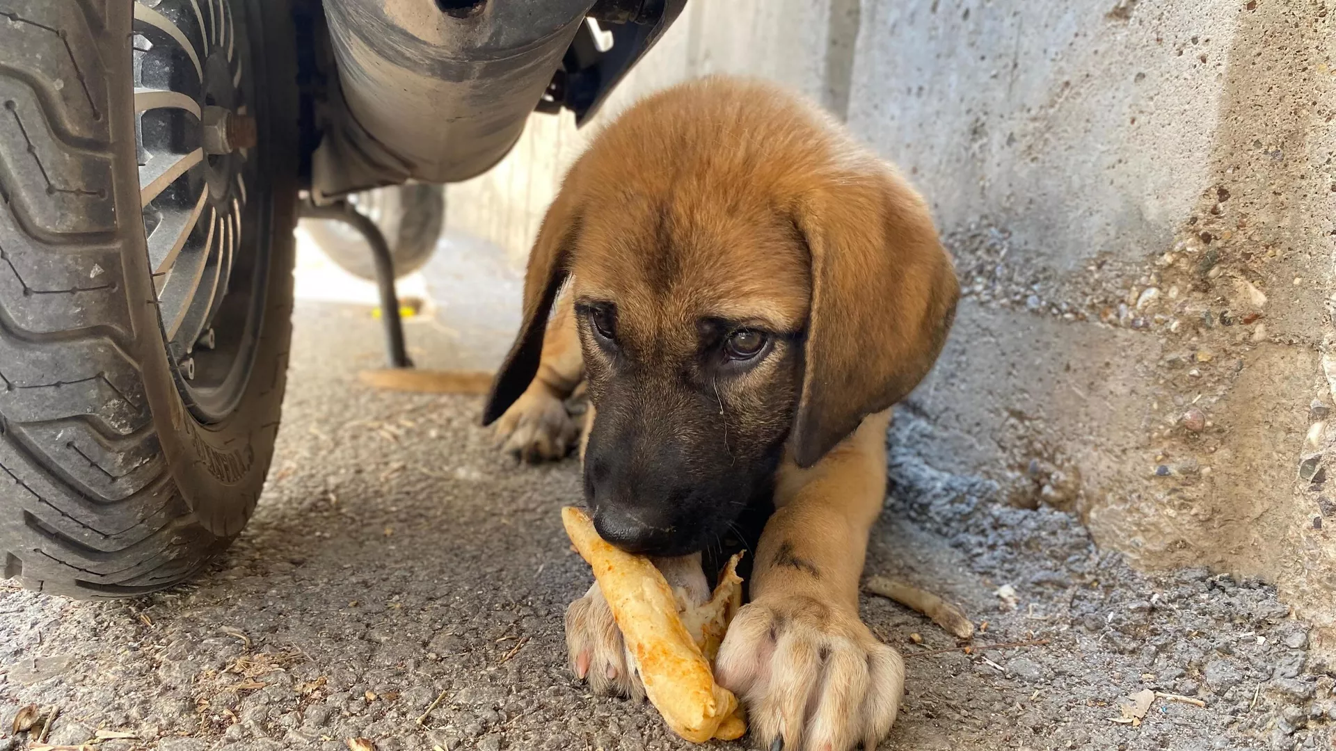 Sokak köpeği - Sputnik Türkiye, 1920, 18.07.2024