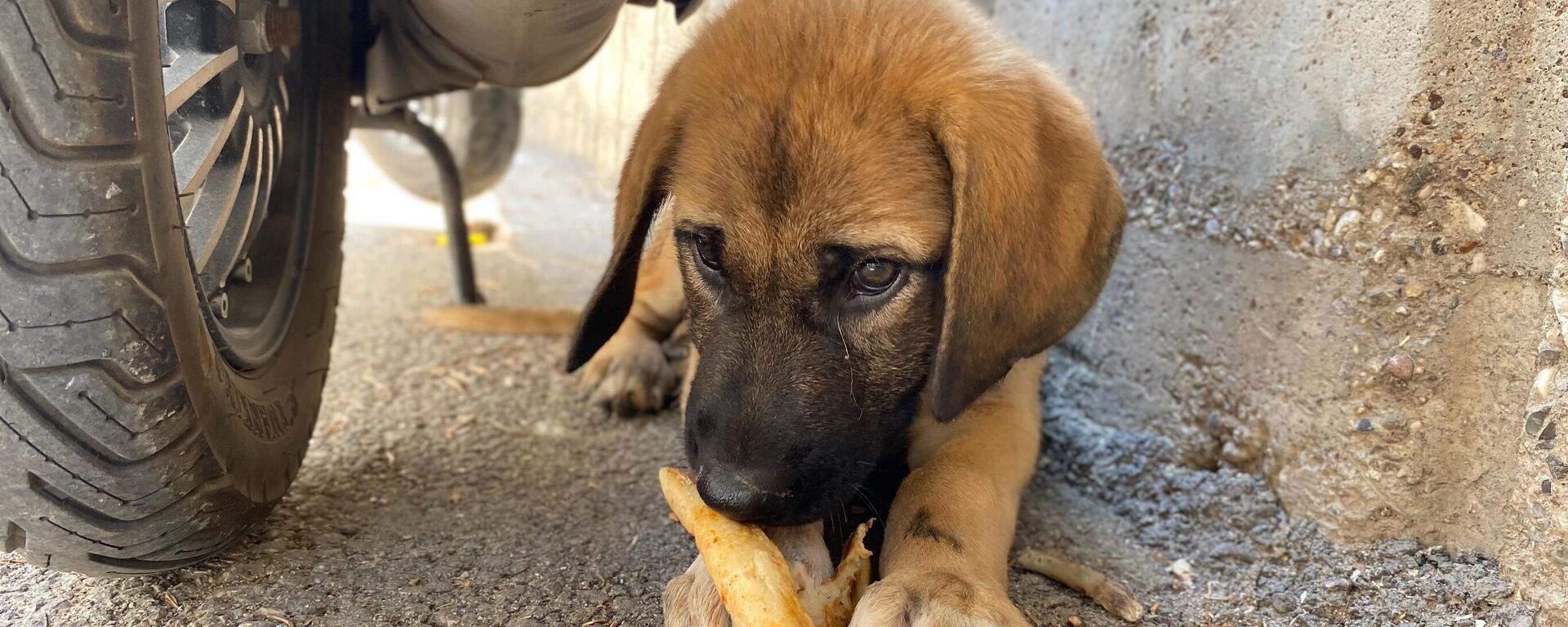 Sokak köpeği - Sputnik Türkiye, 1920, 18.07.2024