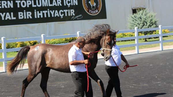 Bursa'da, Tarım İşletmeleri Genel Müdürlüğü (TİGEM) Anadolu Tarım İşletmesi tarafından yetiştirilen taylar, açık artırma usulüyle satışa sunuldu. Türkiye'nin dört bir yanından at severlerin katıldığı açık artırmada satılan 55 koşu tayından 25 milyon 780 bin lira gelir elde edildi - Sputnik Türkiye