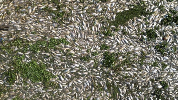 Brezilya'nın Sao Paulo eyaletinde endüstriyel atıkların yasadışı olarak döküldüğü nehrin yüzeyi ölü balıklarla kaplandı. - Sputnik Türkiye