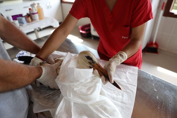 Her türlü müdahaleye uygun tasarlanan klinikte ayrıca yavru kuşların bakımı da yapılıyor. Hayvanlar, tedavi ve bakım sürecinin ardından yeniden doğal ortamlarına salınıyor. - Sputnik Türkiye