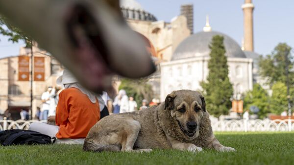 Ayasofya camii - köpek - sokak hayvanları - Sputnik Türkiye