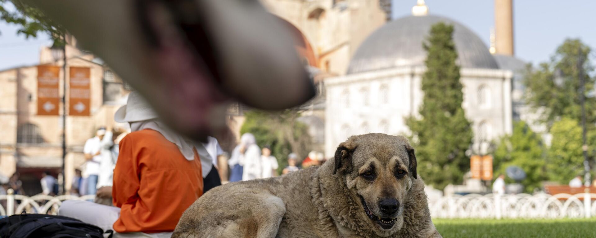 Ayasofya camii - köpek - sokak hayvanları - Sputnik Türkiye, 1920, 15.08.2024