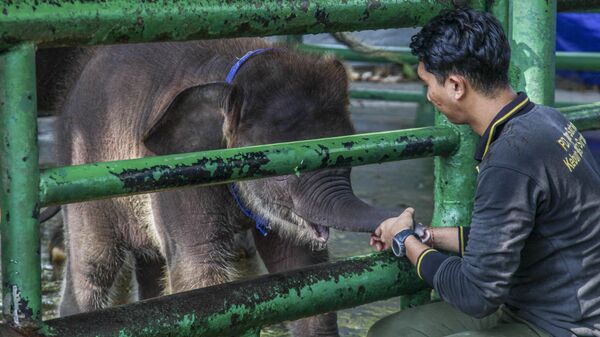 Endonezya’da nesli tehlike altındaki Sumatra fili dünyaya geldi. Doğu Cava eyaletinin Surabaya kentindeki Surabaya Hayvanat Bahçesi'nde yeni doğan Sumatra fili görüntülendi. - Sputnik Türkiye