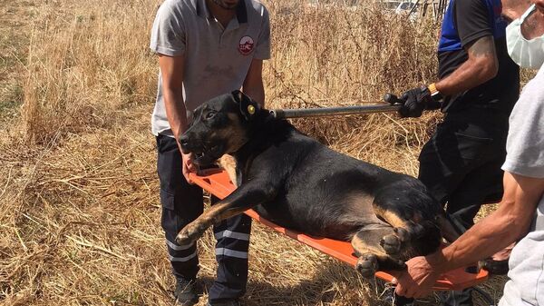 Sokak köpek - Sputnik Türkiye