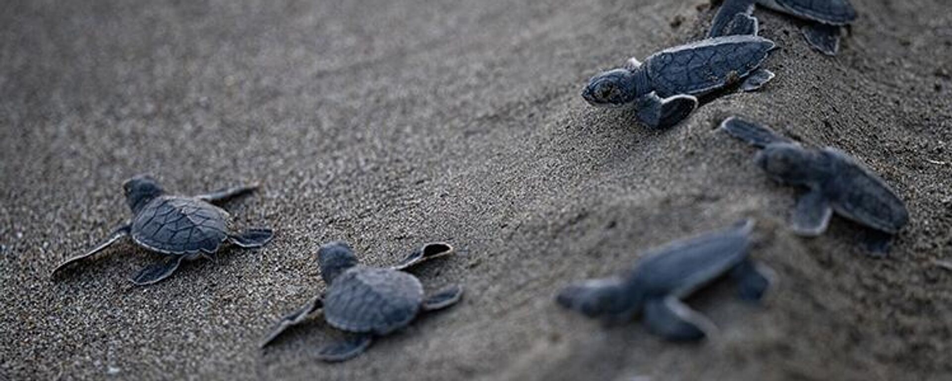 Deniz Kaplumbağaları - Sputnik Türkiye, 1920, 16.05.2025