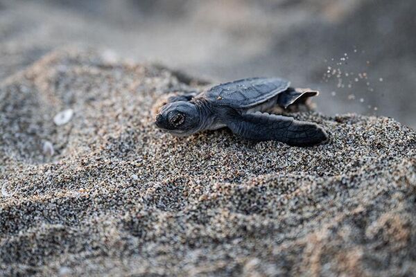 Uluslararası Doğayı Koruma Birliği (IUCN) tarafından Akdeniz alt popülasyonu &quot;kritik tehlikede&quot; statüsünden &quot;tehdide yakın&quot; statüye çekildiği yeşil deniz kaplumbağası yavrularının, denizle kavuşma süreçlerini eylül ayının sonlarına kadar sürdürmesi bekleniyor. - Sputnik Türkiye