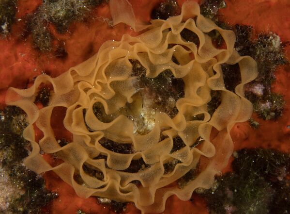 Fotoğrafta deniz tavşanı &quot;Nudibranch&quot; yumurtaları görülmekte. - Sputnik Türkiye