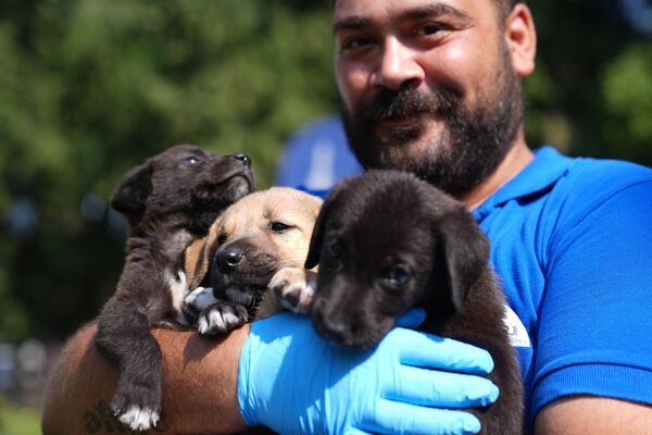 Koku yetenekleri oldukça gelişmiş olan köpekler özellikle kayıp kişilerin aranmasında çok yardımcı oluyor. Bilim insanlarının çalışmalarına göre köpekler, insandan binlerce kat daha iyi koku alıyor. - Sputnik Türkiye