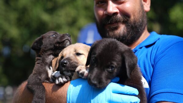 26 Ağustos Dünya Köpekler Günü - Sputnik Türkiye