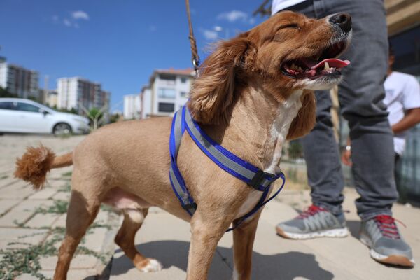 Koku yeteneği güçlü köpekler, özellikle K-9 polis köpeği olarak görev yapıyor ve uyuşturucu kaçakçılarına göz açtırmıyor. - Sputnik Türkiye