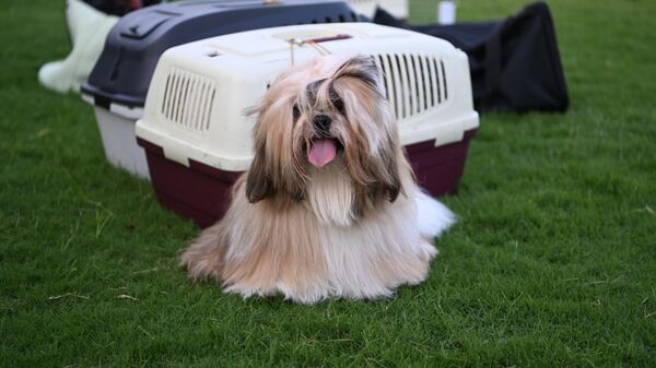 Kuşadası İnternational Dog Show - Sputnik Türkiye