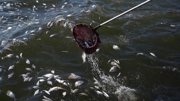 İzmir Körfezi - Sputnik Türkiye