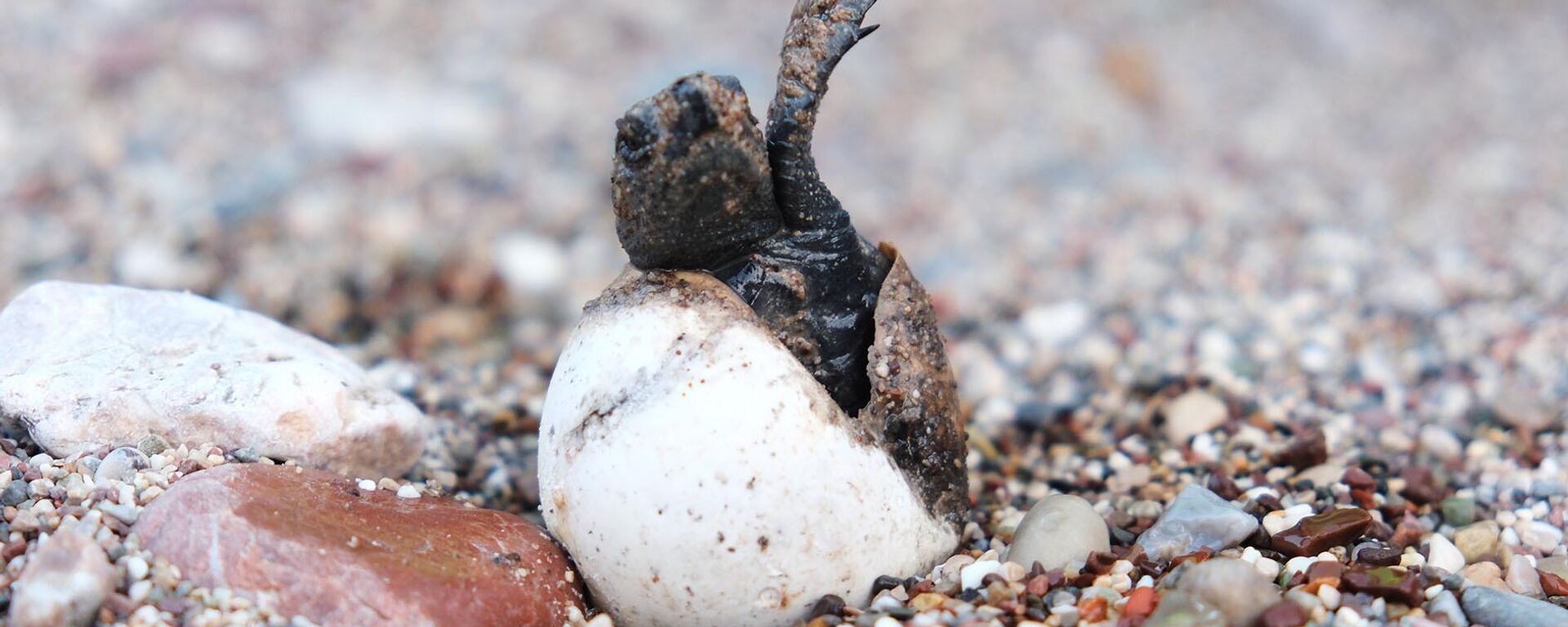 Caretta caretta - Sputnik Türkiye, 1920, 10.09.2024