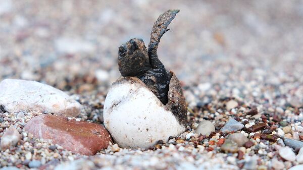 Caretta caretta - Sputnik Türkiye