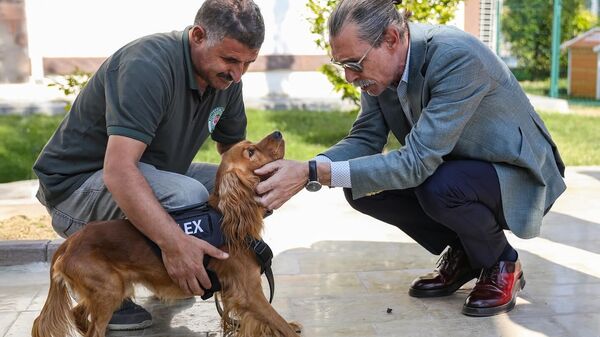 Etimesgut Belediyesince 5 sahipsiz köpek eğitilerek bekçi köpeği yapıldı - Sputnik Türkiye